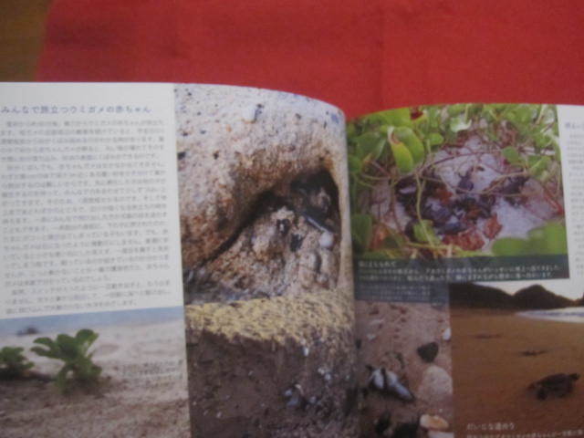 ☆となりのウミガメ　　写真・文　うみまーる　　Our Neighbor The Sea Turtles　　　【沖縄・琉球・自然・生物・動物・写真集・癒し】_画像8