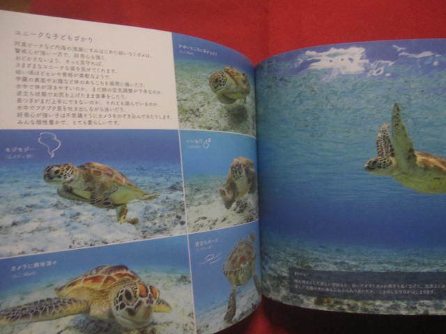 ☆となりのウミガメ　　写真・文　うみまーる　　Our Neighbor The Sea Turtles　　　【沖縄・琉球・自然・生物・動物・写真集・癒し】_画像10