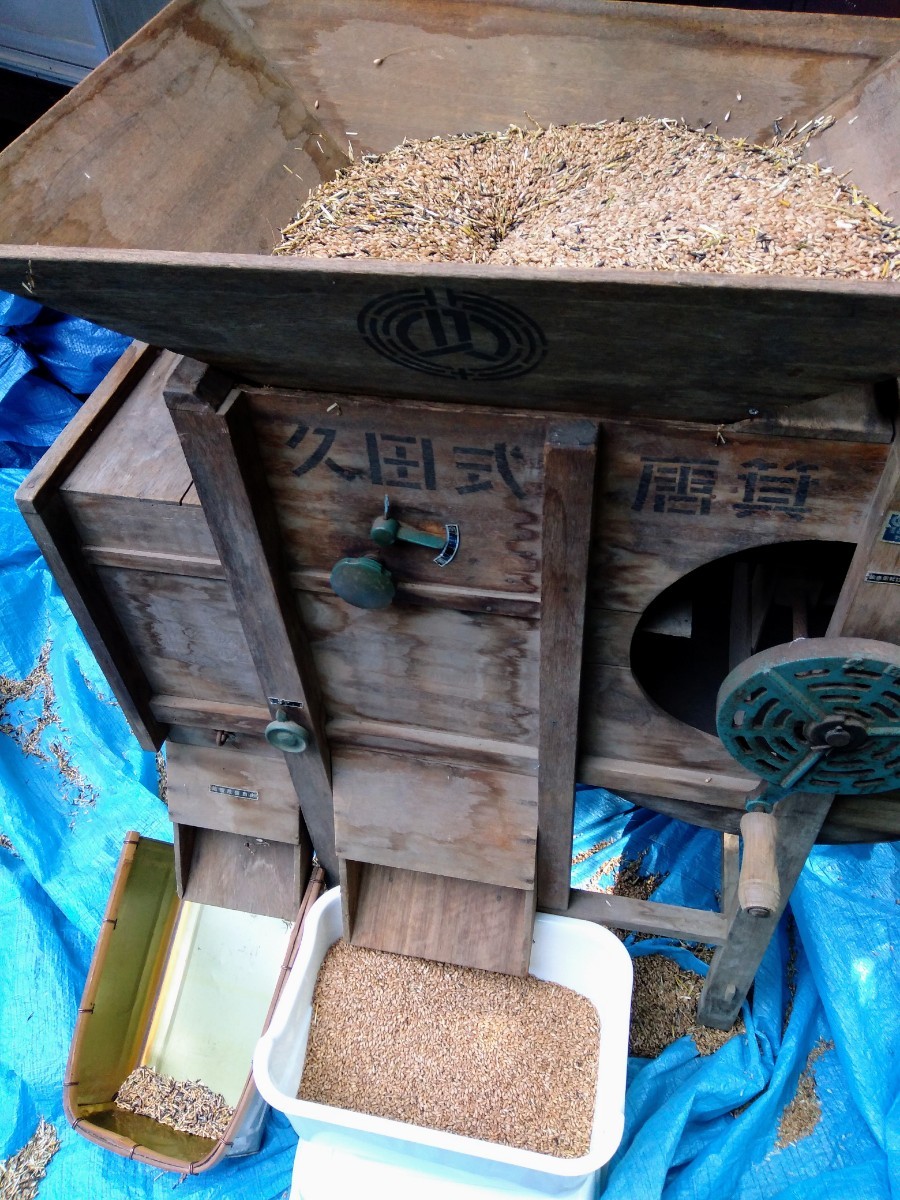 小麦の実　玄麦　１ｋｇ　ハナマンテン　カラスノエンドウ　農薬不使用　天日乾燥_画像3