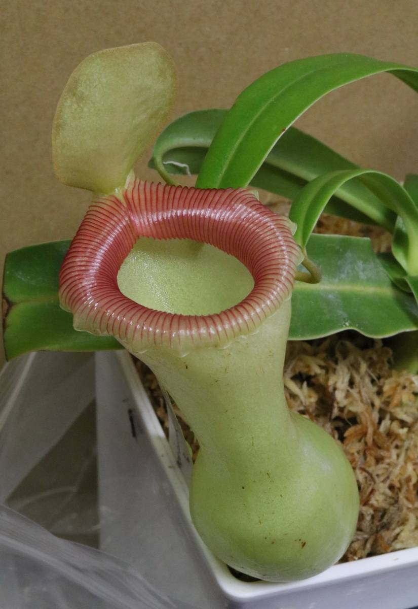 △△Nepenthes ventricosa　 在来系 　ウツボカズラ　ネペンテス属　食虫植物 _見本