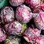★紫芽キャベツの種子　１０粒★同梱可_画像1