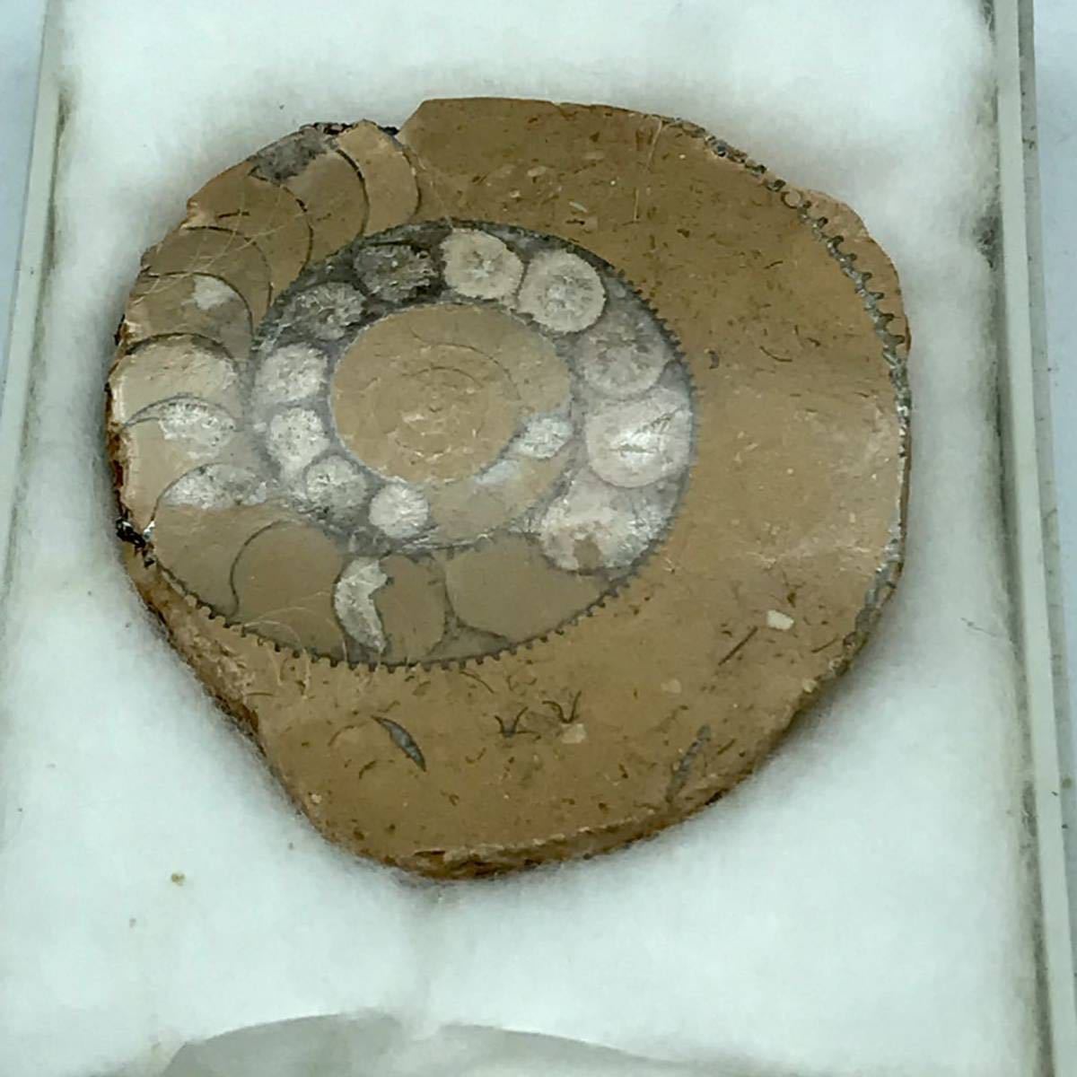 m1118504 アンモナイト 化石標本 ジュラ紀 なんたい動物 頭足類 1億8千万年前 貝 産地イギリス 動物化石 アンモナイトの断面 中古品_画像3