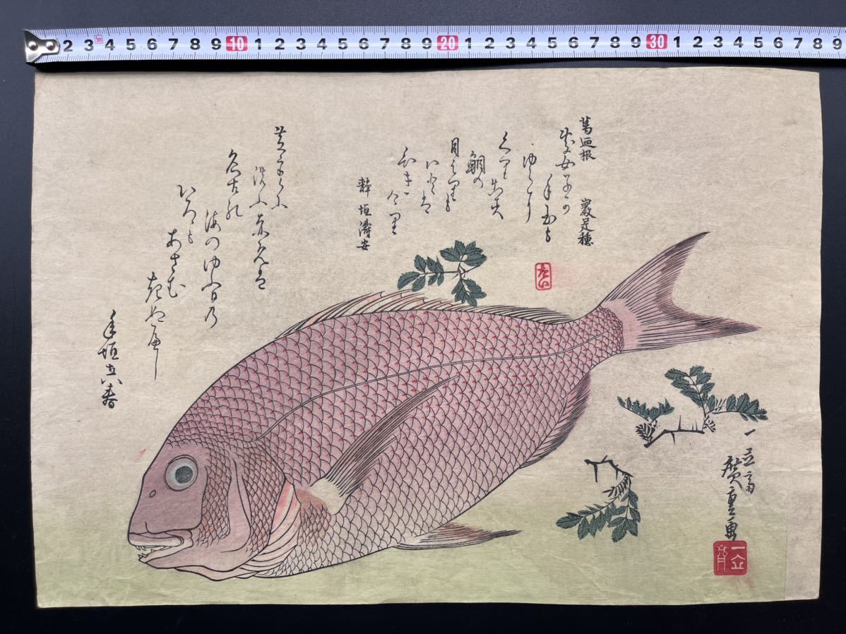 【真作】本物浮世絵木版画 初代 歌川広重「魚づくし 鯛」大判 錦絵 保存良い_画像1