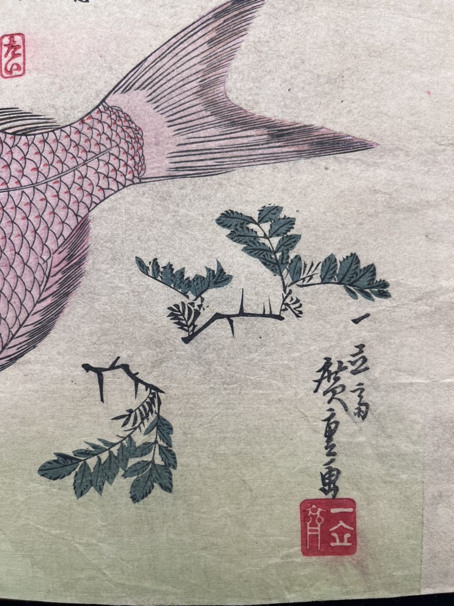 【真作】本物浮世絵木版画 初代 歌川広重「魚づくし 鯛」大判 錦絵 保存良い_画像2