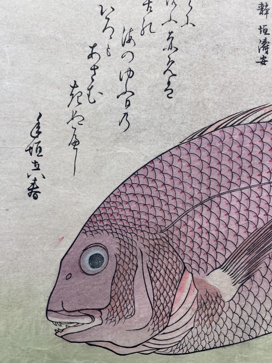 【真作】本物浮世絵木版画 初代 歌川広重「魚づくし 鯛」大判 錦絵 保存良い_画像3