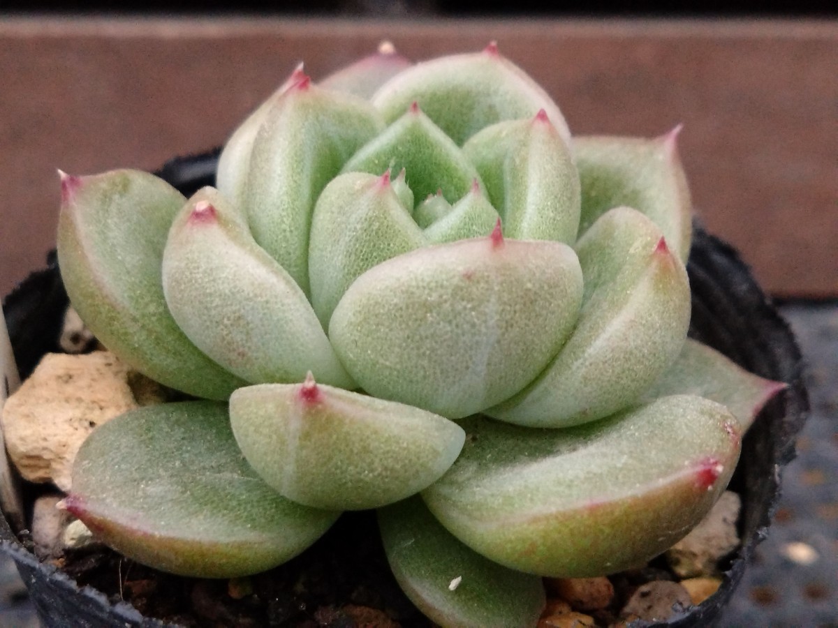 アイスシティ 多肉植物 エケベリア 抜き苗_画像1