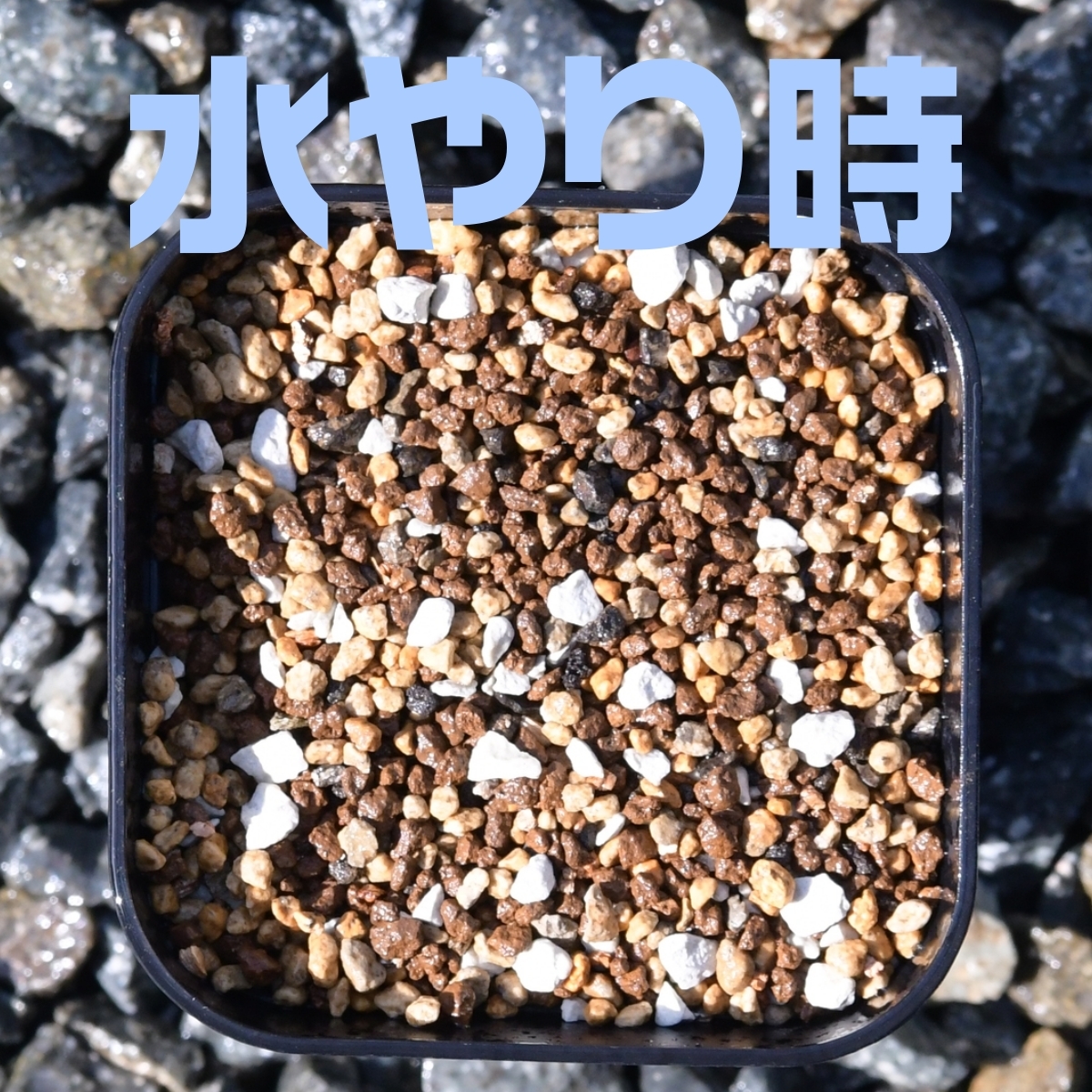 塊根植物 多肉植物 観葉植物 培養土 1リットル 1L 極小粒 超硬質 三本線 赤玉土 ひゅうが土 桐生砂 ゼオライト 富士砂 園芸用土_画像3