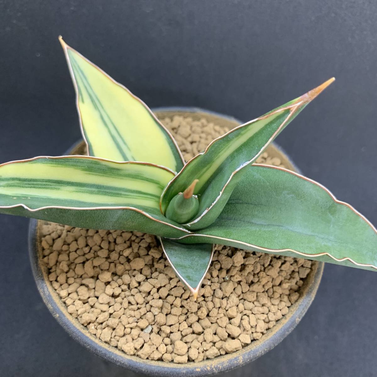 【希少】多肉植物 サンスベリア パウエリー 斑入 Sansevieria Powellii variegata 大株 選抜極上斑 黄斑 01_画像3