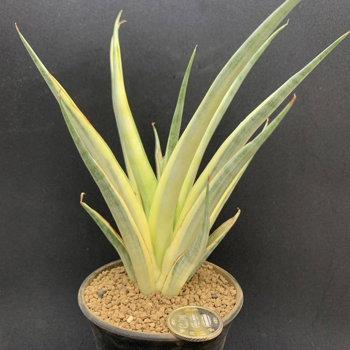 【希少】多肉植物 サンスベリア グラキリス 斑入 Sansevieria Gracilis Variegated 大株 鮮明黄斑 選抜極上株 02_画像1