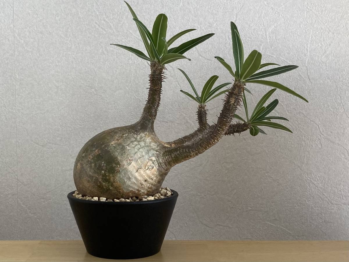 保証書付】 グラキリス 現地球 発根済 植物/観葉植物 - modernnest.com.pk