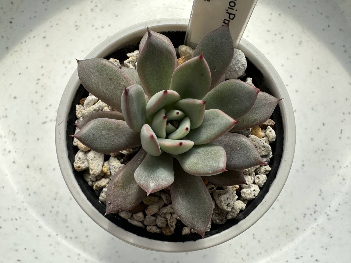 多肉植物 エケベリア原種 カマノイ 実生苗 ECHEVERIA caamanoi,Puebla 【安心の根付抜き苗】_画像3