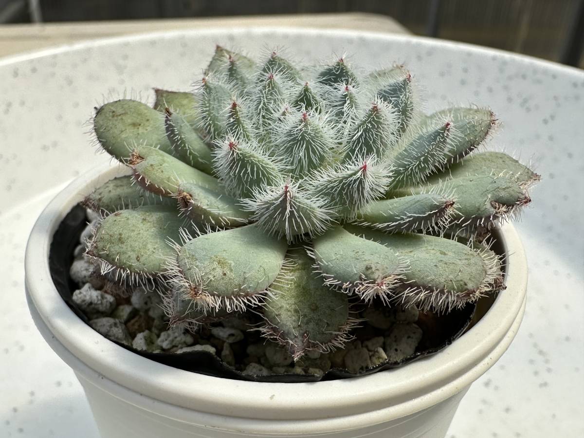 多肉植物 エケベリア原種 セトーサ ミノール 【安心の根付き抜き苗】ECHEVERIA setosa var.minor_画像3