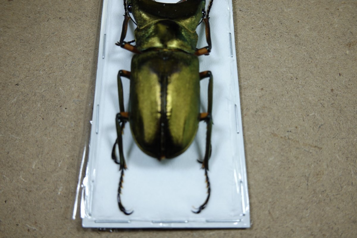 標本・NO17　エラフスホソアカクワガタ　♂93ミリ・昆虫販売アリスト・WD・標本_画像2