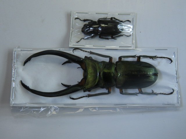 標本・NO3　エラフスホソアカクワガタ　♂100ミリ♀32ミリ・昆虫販売アリスト・WD・標本_画像2