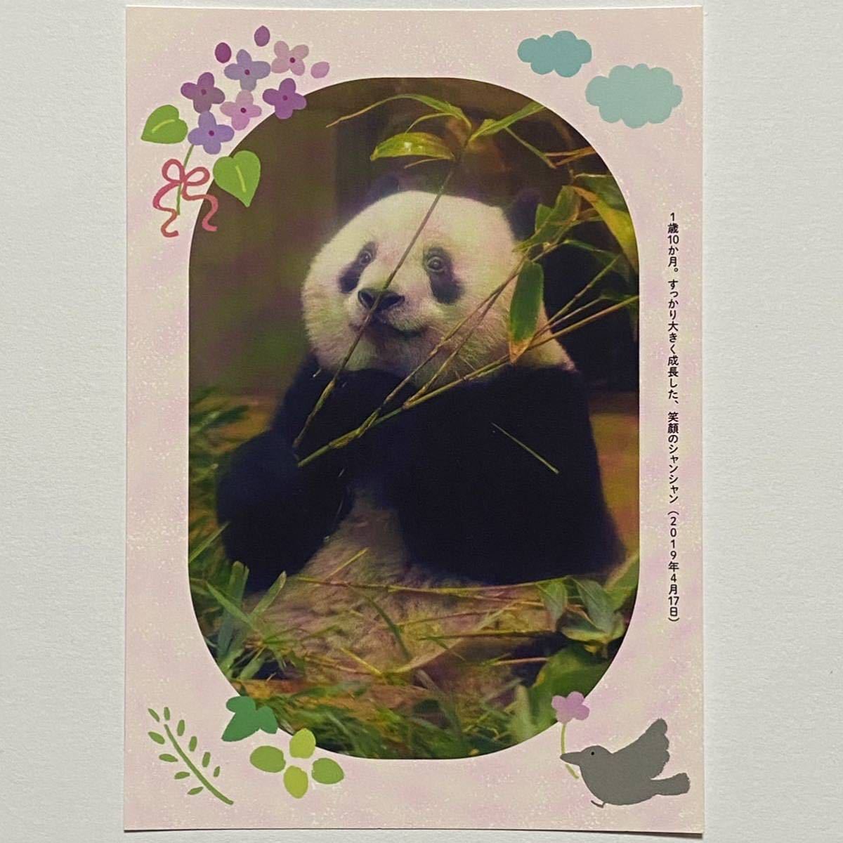 シャンシャン ポストカード 店舗限定購入特典 非売品　ジャイアントパンダ 上野動物園 パンダグッズ