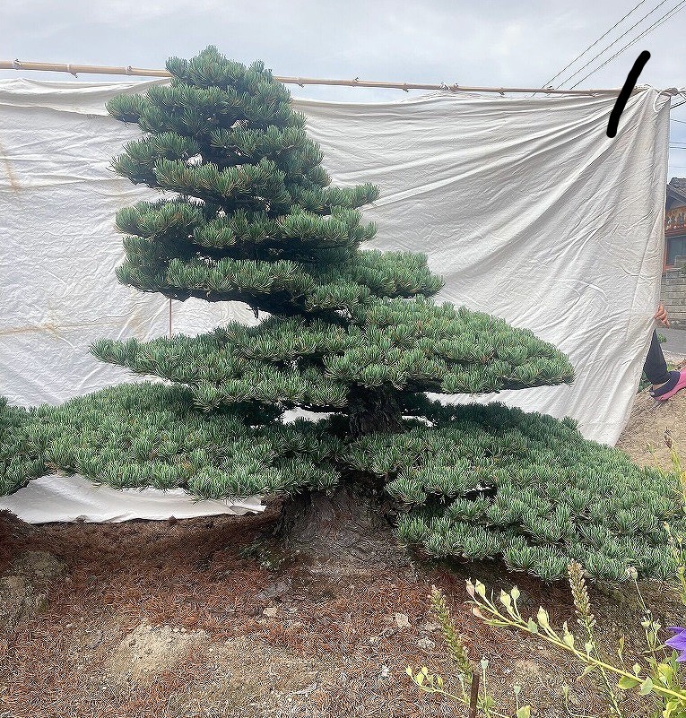 ( stock ) one ... island . leaf pine garden tree |..150 year .., root excellent 