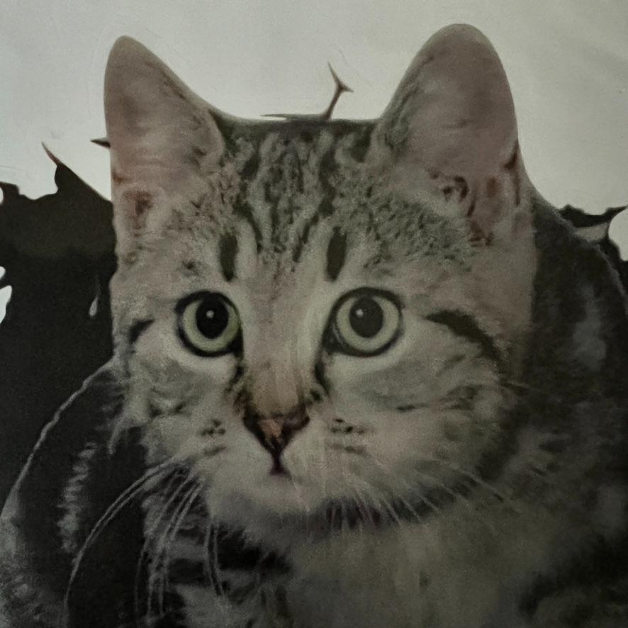 カーステッカー　アメリカンショートヘアー　猫　ねこ　ネコ　シール　3D ペット　CAT cat 　動物　車用　かわいい　匿名配送_画像6