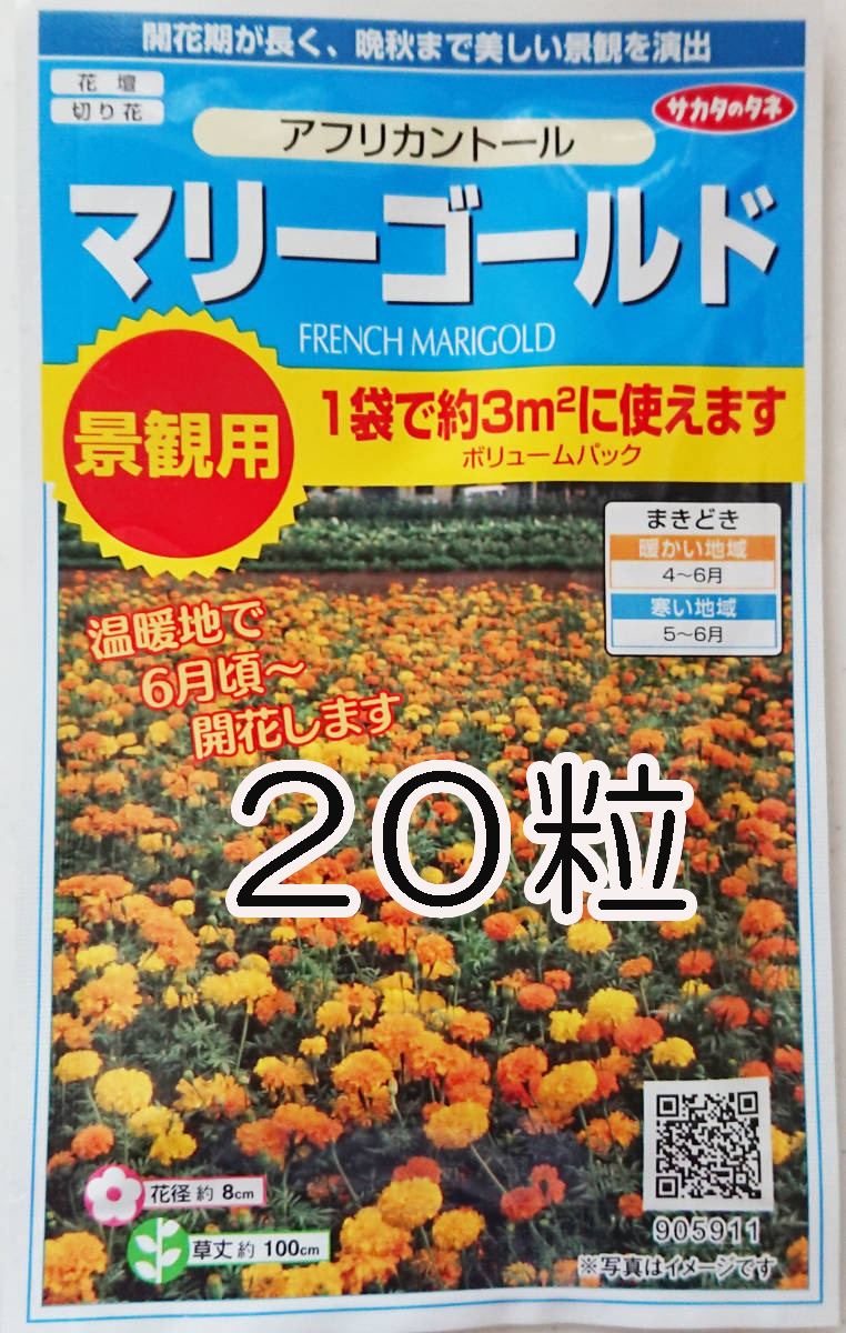 （緑肥にも）マリーゴールド　20粒　各種センチュウを抑制するアフリカン種　種　種子　　野菜　　家庭菜園　アフリカントール_画像1