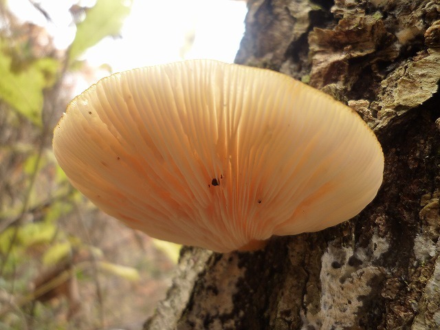 予約11/上旬～■山形県産　天然きのこ　山のふかひれ「むきたけ」　１ｋｇ（５００ｇ×２）_画像3