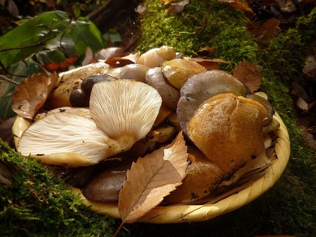 予約11/上旬～■山形県産　天然きのこ　山のふかひれ「むきたけ」　１ｋｇ（５００ｇ×２）_画像1