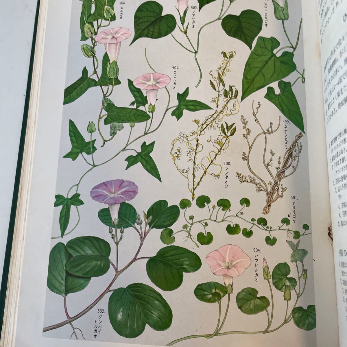 原色日本植物図鑑 草本編3 (単子葉類) 本 原色日本植物図鑑 草本編3 (単子葉類) 本