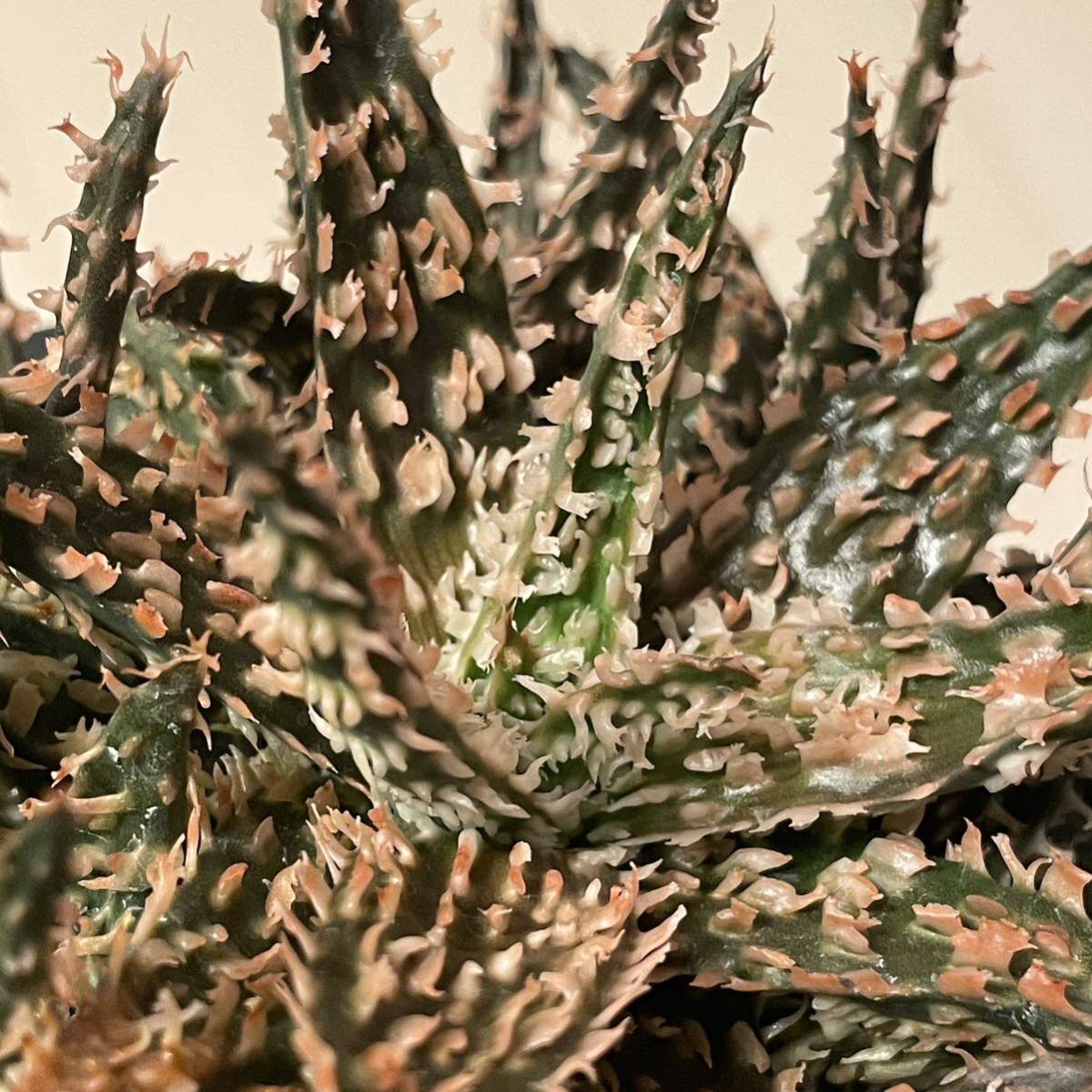【希少】アロエ ハイブリッド フランキー Aloe hybrid Franky タイ産 アガベ 多肉_画像1