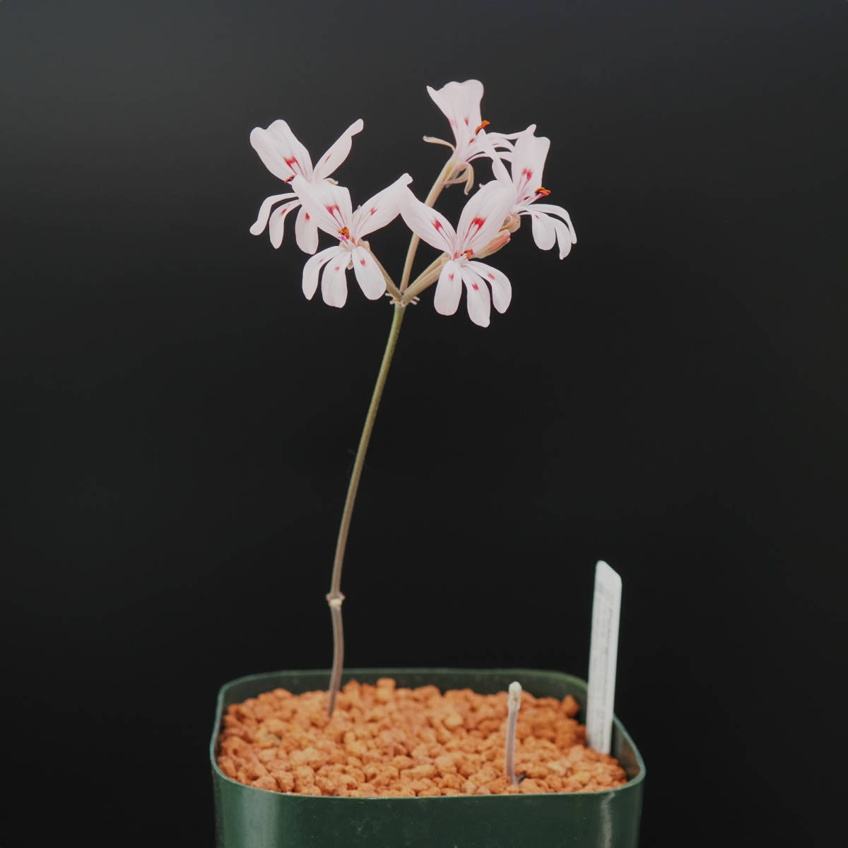 【種子5粒】ペラルゴニウム・ネフロフィルム (Pelargonium nephrophyllum)_開花見本