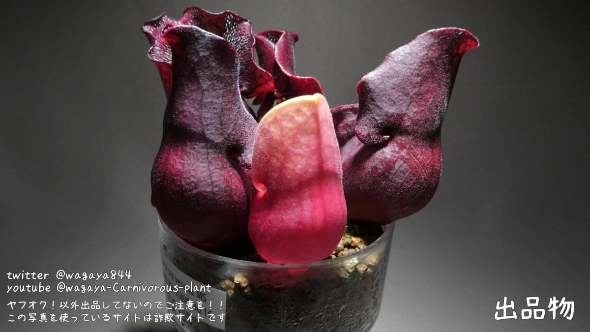 S. purpurea ssp.venosa(伊勢花菖蒲園 選別丸形株 No.16) MS -食虫植物 パルダリウム 熱帯植物 山野草_画像2