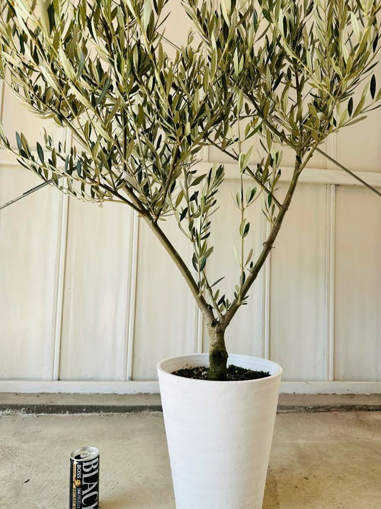 0 olive pikaru0[ height of tree : approximately 120cm] symbol tree garden tree olive. tree NOV29