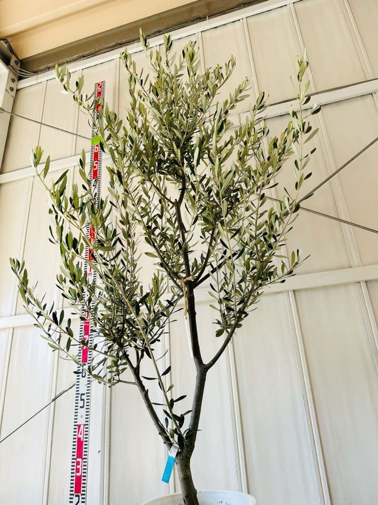 0 olive Blanc keta0 [ height of tree : approximately 150cm] symbol tree garden tree olive. tree NOV31