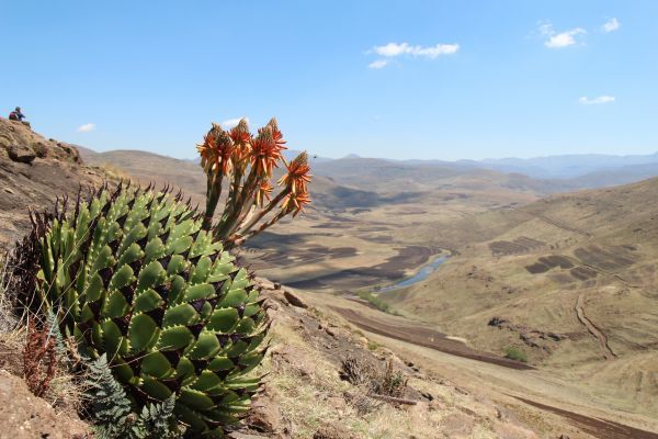 Aloe polyphylla アロエ ポリフィラ 種子　20粒　_参考画像