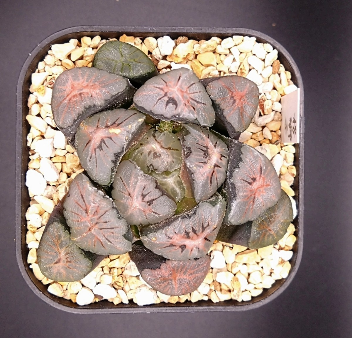 極美種　ハオルチア　万象　‘桜獅子’　多肉植物　Haworthia ハオルシア_画像2