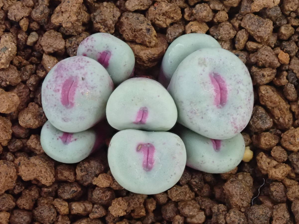 小姓　pageae　 Conophytum　コノフィツム 　多肉植物 _画像1