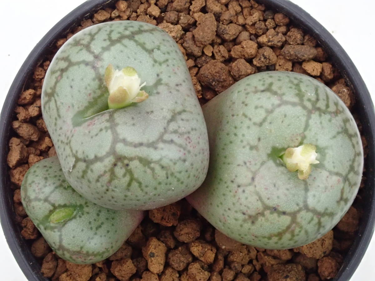 フィシフォルメ(白花)　worcester　Conophytum　 ficiforme　コノフィツム　多肉植物_画像1