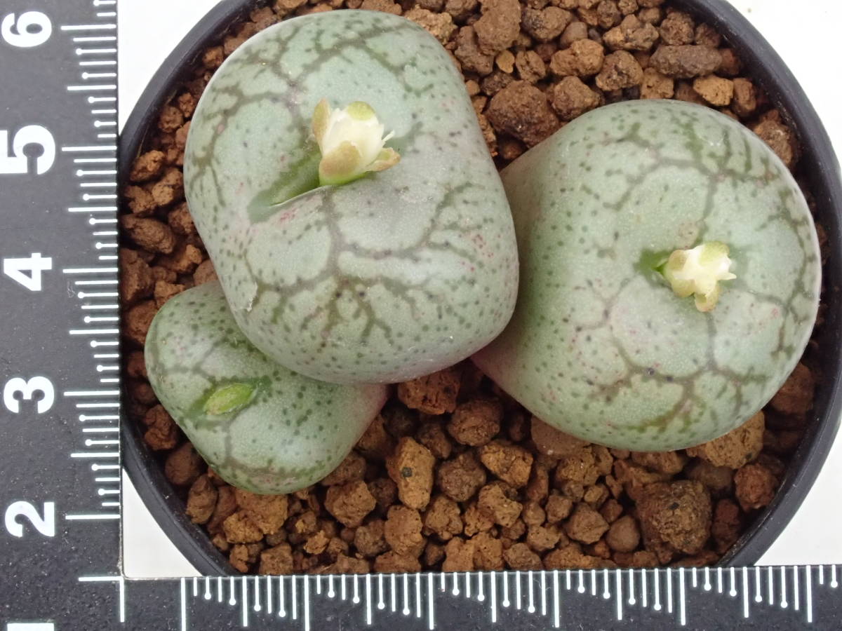 フィシフォルメ(白花)　worcester　Conophytum　 ficiforme　コノフィツム　多肉植物_画像2