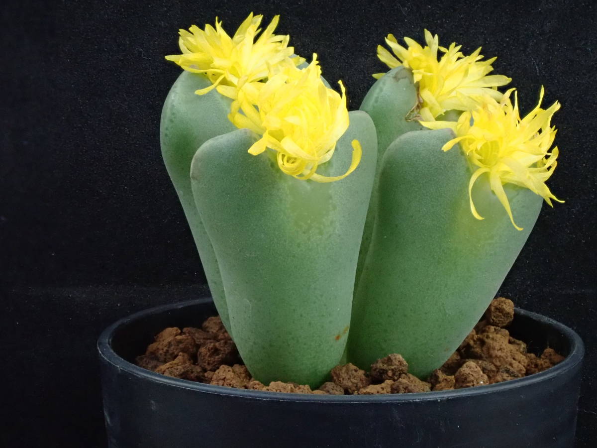 小菊の舞　①　Conophytum　コノフィツム　多肉植物_画像3