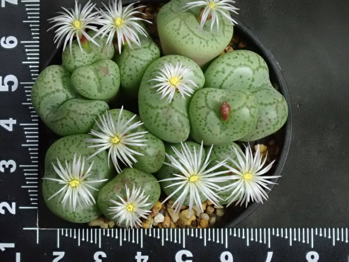 フィシフォルメ　右近　Conophytum　 ficiforme　コノフィツム　多肉植物_画像2