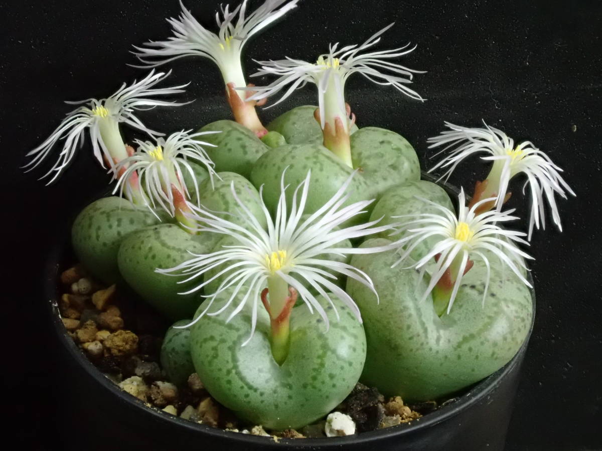 フィシフォルメ　右近　Conophytum　 ficiforme　コノフィツム　多肉植物_画像1