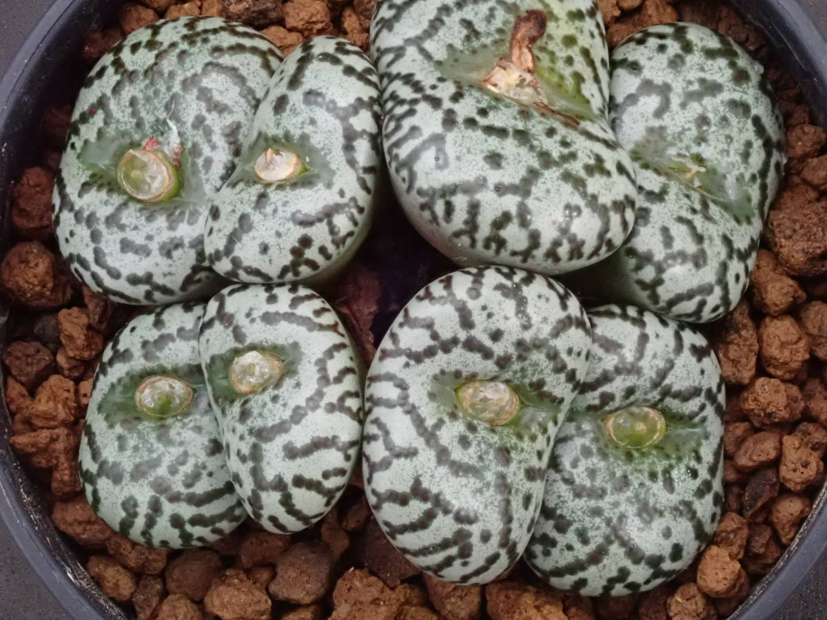 安珍　Conophytum　obcordellum　ursprungianum　コノフィツム　多肉植物_画像1