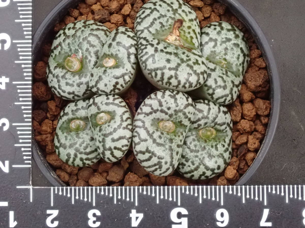 安珍　Conophytum　obcordellum　ursprungianum　コノフィツム　多肉植物_画像2