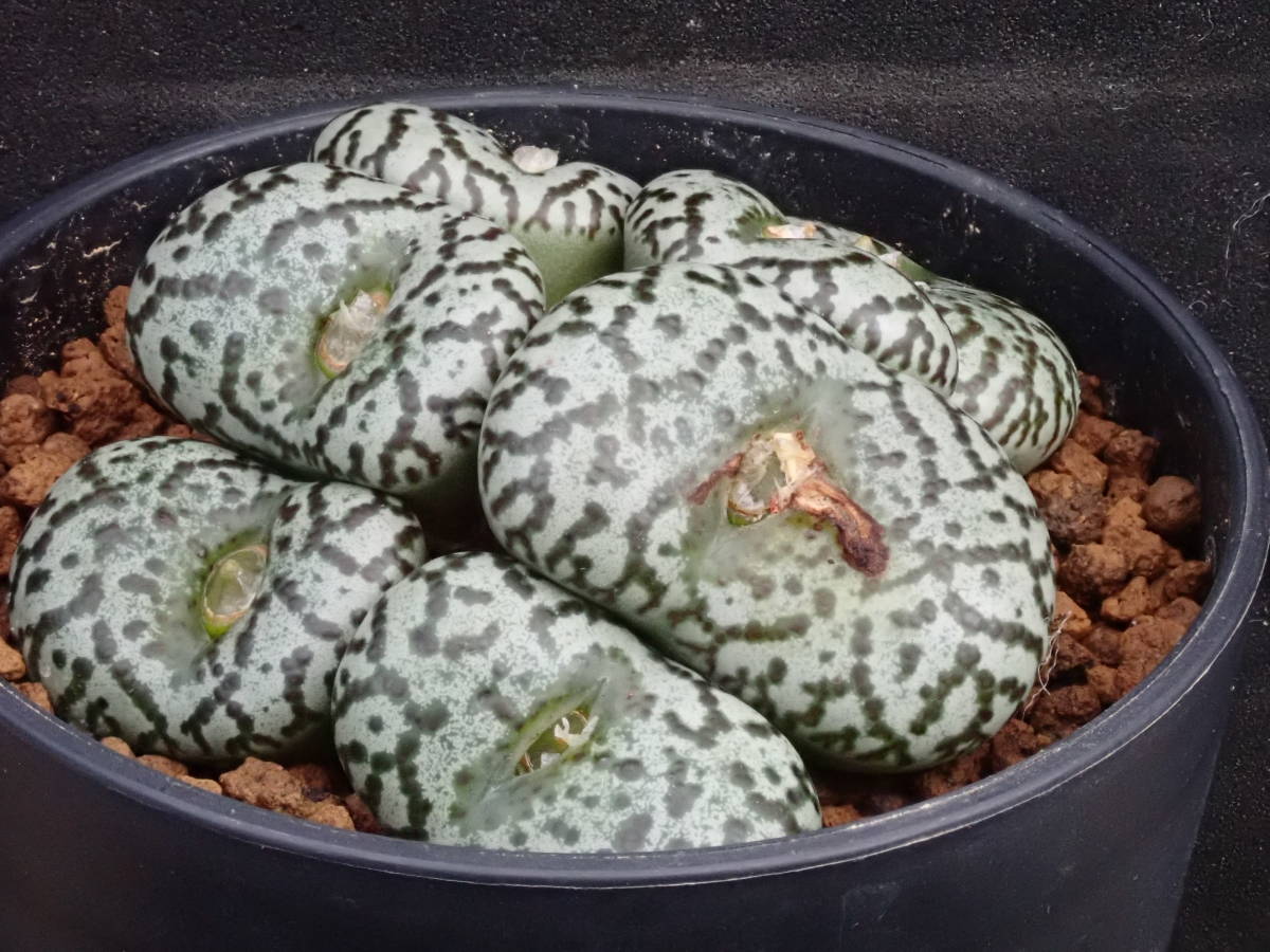 安珍　Conophytum　obcordellum　ursprungianum　コノフィツム　多肉植物_画像3