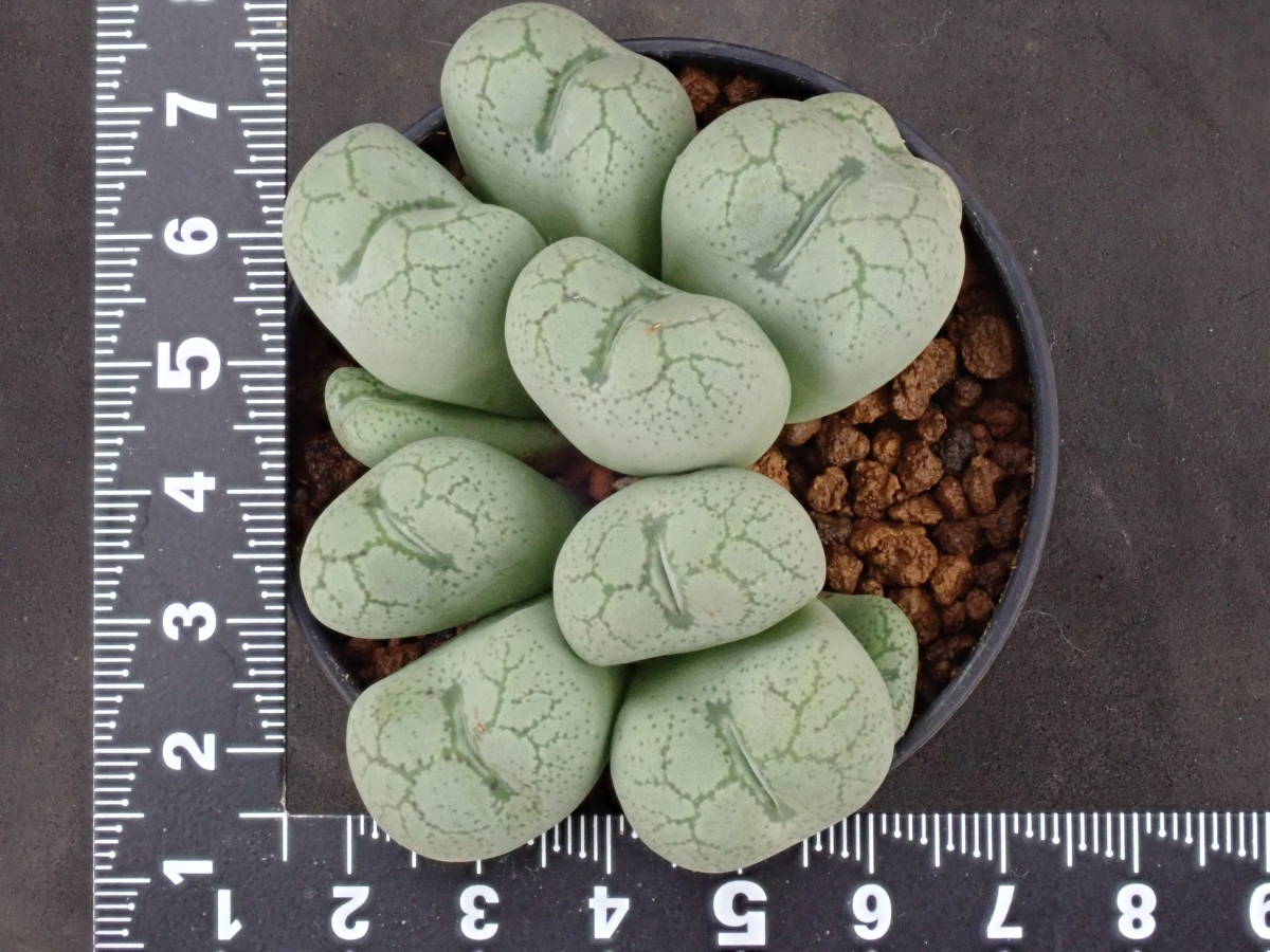 フィシフォルメ　待宵姫　Conophytum　ficiforme　コノフィツム　多肉植物_画像2