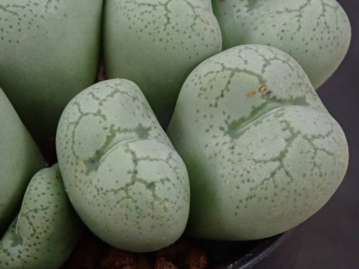 フィシフォルメ　待宵姫　Conophytum　ficiforme　コノフィツム　多肉植物_画像4