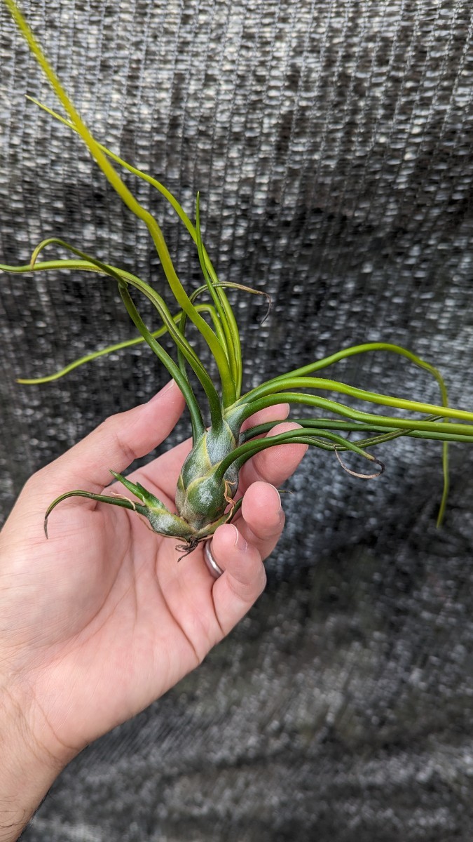 Tillandsia bulbosa forma. alba SEL2002-0299 from Tropiflora エアープランツ ティランジア_画像1