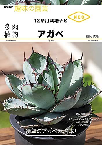 多肉植物 アガベ (NHK趣味の園芸 12か月栽培ナビNEO)_画像1