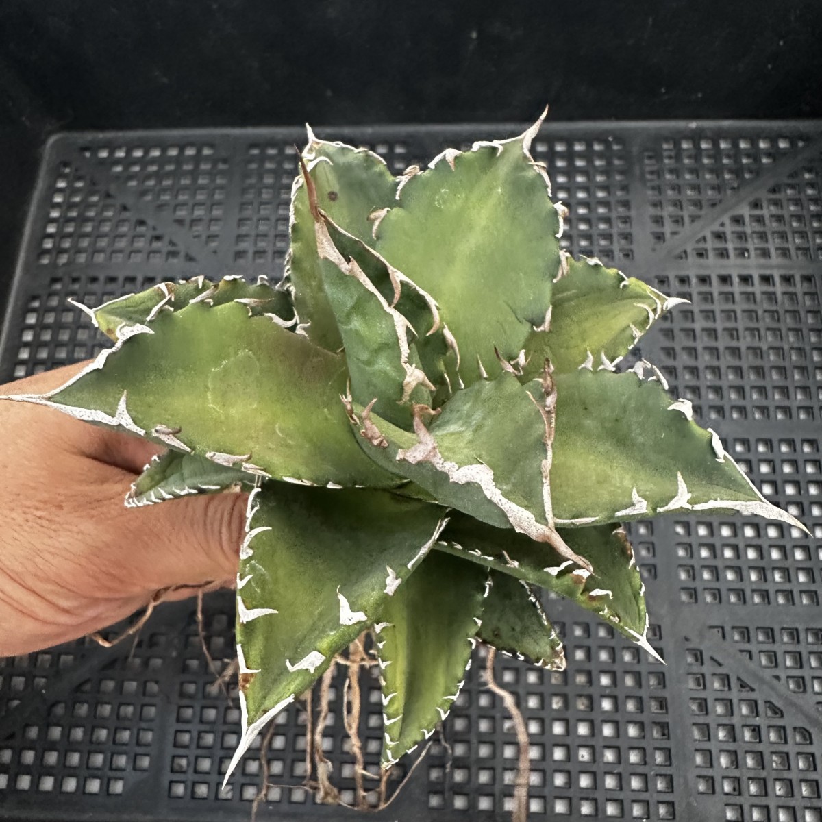 81M アガベ チタノタ オアハカ産オテロイ Oaxaca oteroi メキシコ agave titanota_画像3