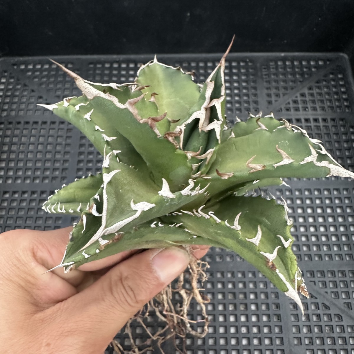 81M アガベ チタノタ オアハカ産オテロイ Oaxaca oteroi メキシコ agave titanota_画像4