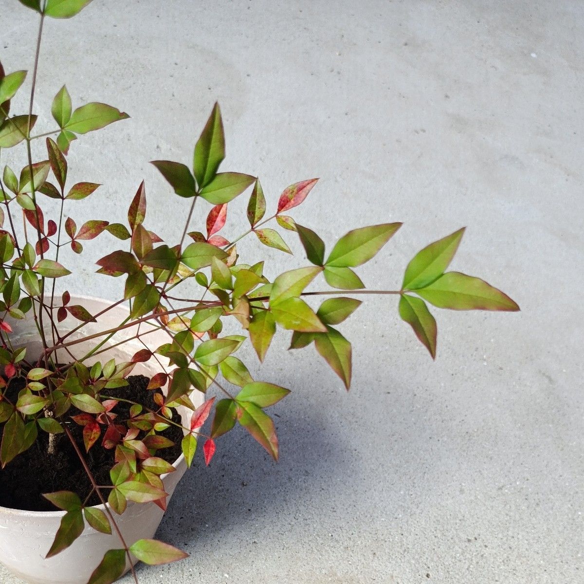 南天 小葉性 寄せ植え 生け花 盆栽⑩宅急便コンパクト発送 画像追加しました(画像8～12)