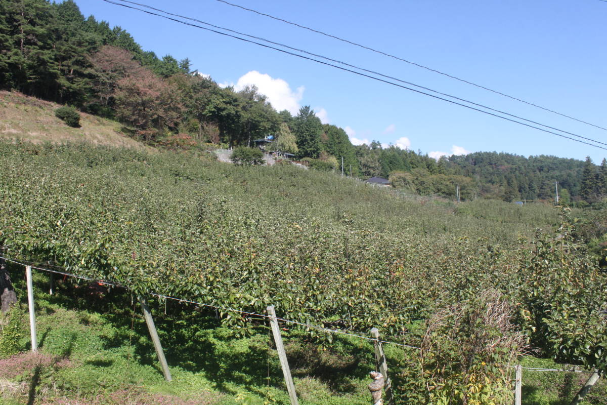 【送料込み】冬の梨”日の出”糖度14度以上 5kg16玉中玉 最高等級 太鼓判級 旬の果物産地直送 梨 南水 新高 にっこり梨 新興梨 秋月 b_画像9