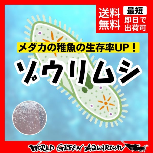 【送料無料】メダカ 餌【ゾウリムシ300ml＋ゾウリムシの餌】めだか ミジンコ PSB おとひめ 水草 同梱包可能 生クロレラ同梱不可_画像1